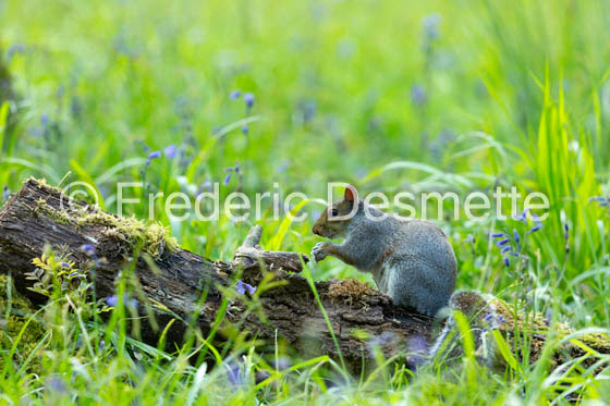 Grey Squirrel (Scirus carolensis)-33