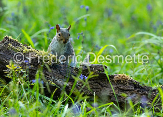 Grey Squirrel (Scirus carolensis)-34