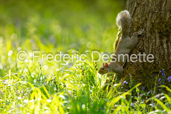 Grey Squirrel (Scirus carolensis)-40
