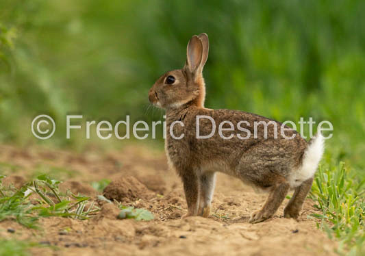 Rabbit (Oryctolagus cuniculus)-87