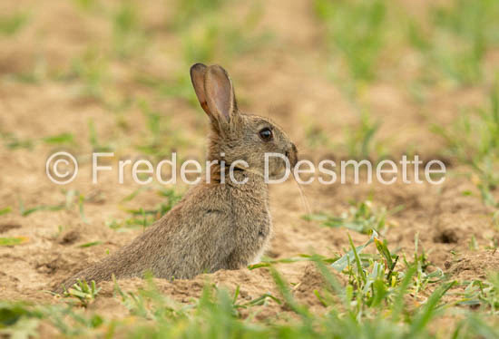 Rabbit (Oryctolagus cuniculus)-86