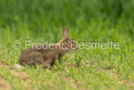 Rabbit (Oryctolagus cuniculus)-88