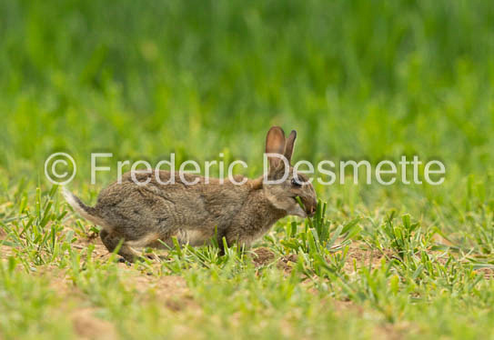 Rabbit (Oryctolagus cuniculus)-90