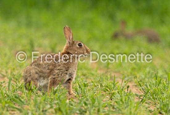 Rabbit (Oryctolagus cuniculus)-91