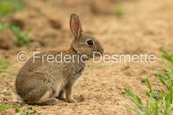 Rabbit (Oryctolagus cuniculus)-97