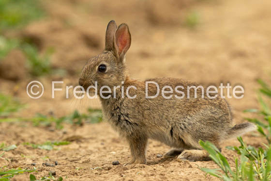 Rabbit (Oryctolagus cuniculus)-99