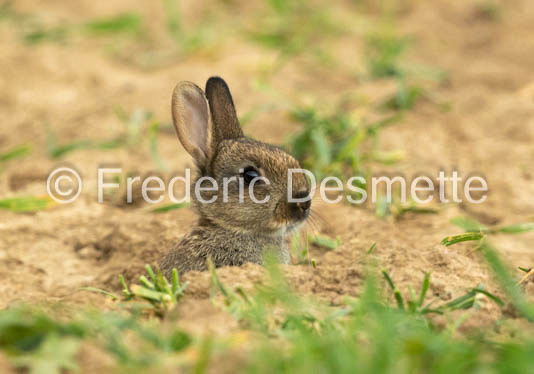 rabbit (Oryctolagus cuniculus) coming out of his hole-103