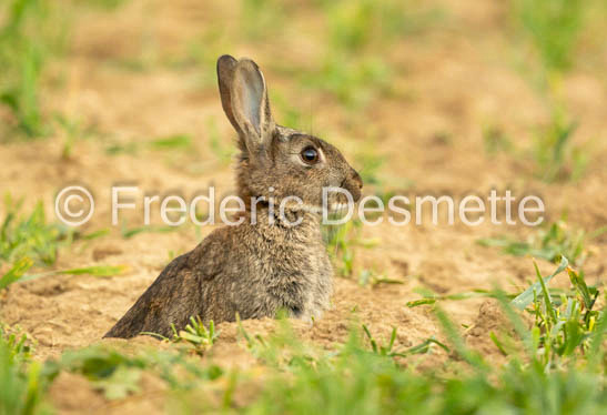 Rabbit (Oryctolagus cuniculus)-78