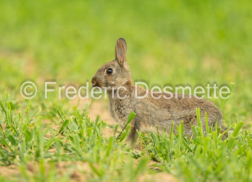 Rabbit (Oryctolagus cuniculus)-79