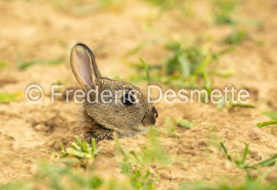 Rabbit (Oryctolagus cuniculus)-80