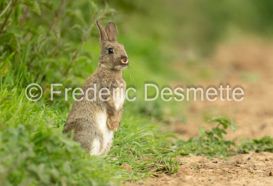 Rabbit (Oryctolagus cuniculus)-81
