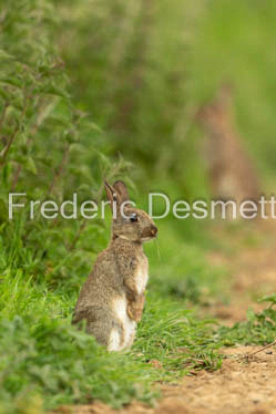 Rabbit (Oryctolagus cuniculus)-82