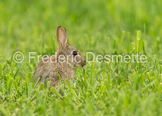Rabbit (Oryctolagus cuniculus)-83