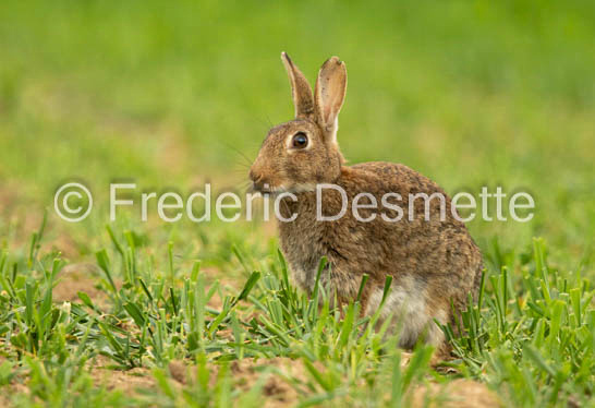 Rabbit (Oryctolagus cuniculus)-84