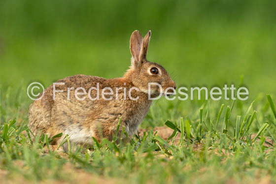 Rabbit (Oryctolagus cuniculus)-110
