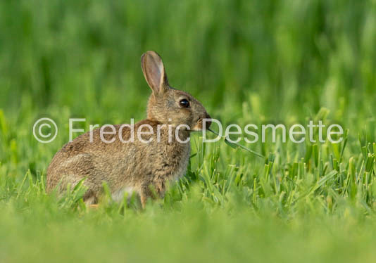 Rabbit (Oryctolagus cuniculus)-113