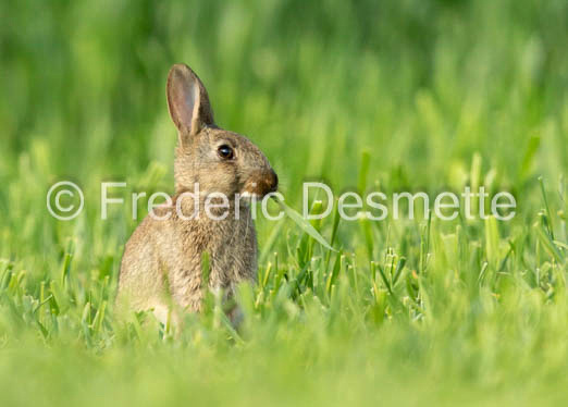 Rabbit (Oryctolagus cuniculus)-114