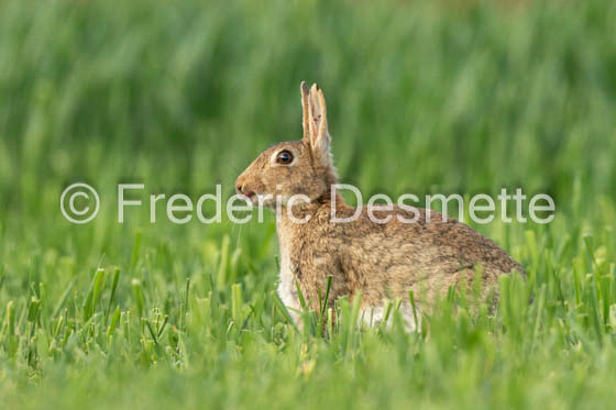 Rabbit (Oryctolagus cuniculus)-117