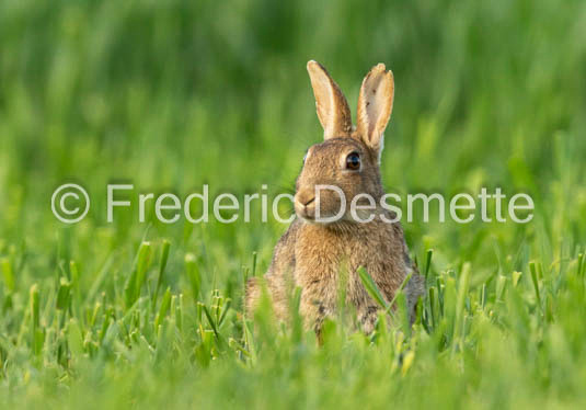 Rabbit (Oryctolagus cuniculus)-118