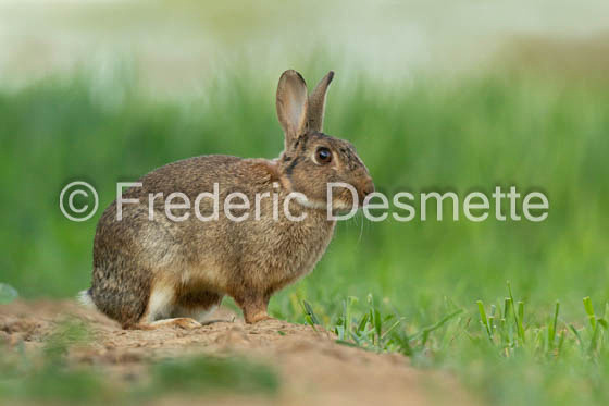 Rabbit (Oryctolagus cuniculus)-119