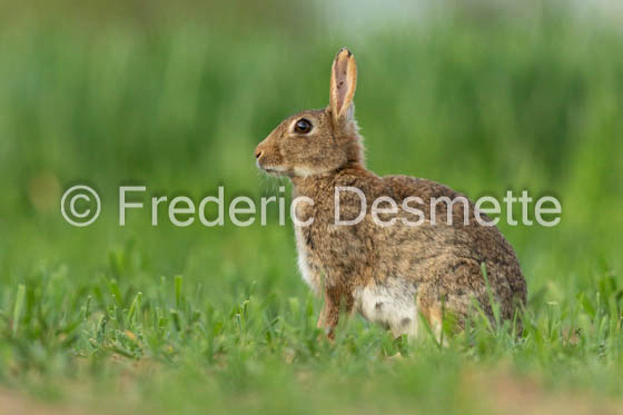 Rabbit (Oryctolagus cuniculus)-126