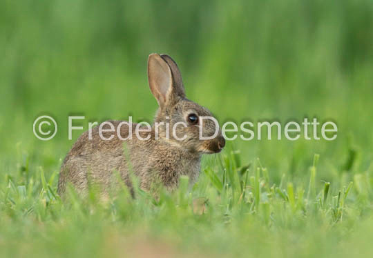 Rabbit (Oryctolagus cuniculus)-124