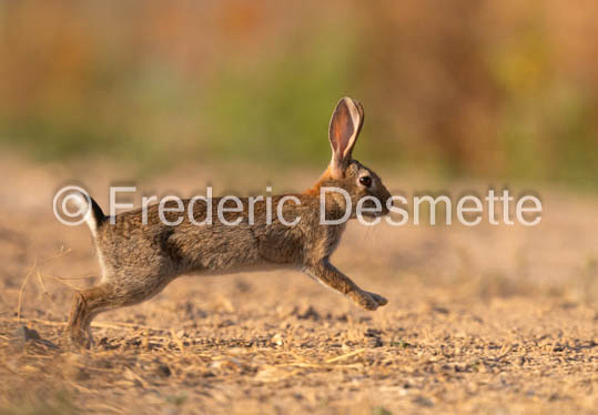 rabbit (Oryctolagus cuniculus)-230