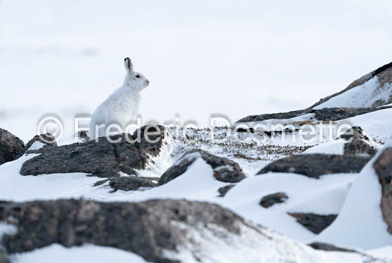 Mountain hare (Lepus timidus)-150
