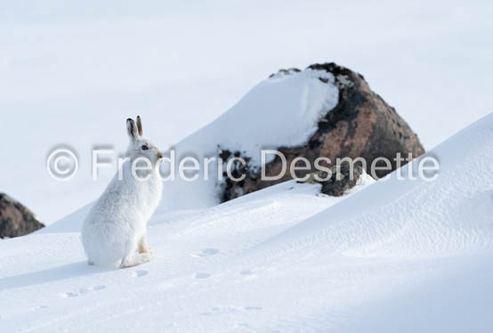 Mountain hare (Lepus timidus)-147