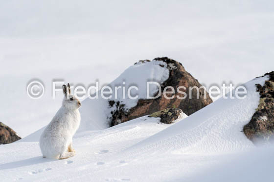 Mountain hare (Lepus timidus)-148