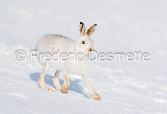 Mountain hare (Lepus timidus)-144