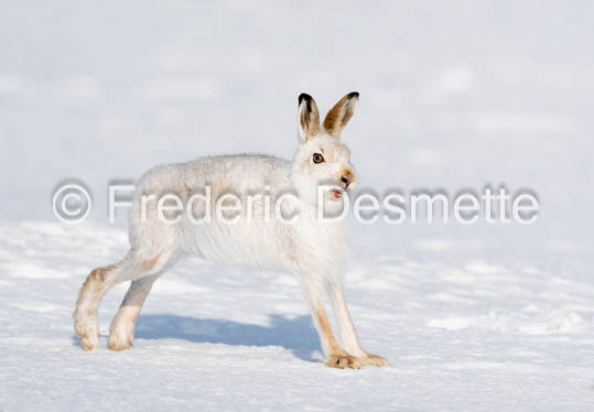 Mountain hare (Lepus timidus)-143