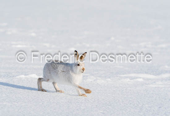 Mountain hare (Lepus timidus)-142