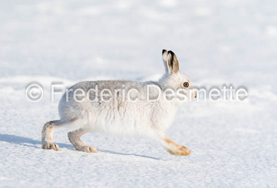 Mountain hare (Lepus timidus)-141