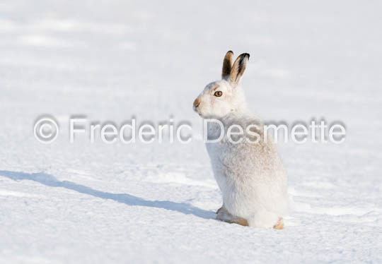 Mountain hare (Lepus timidus)-155