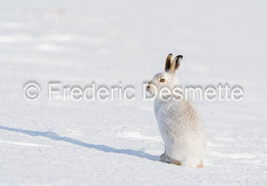 Mountain hare (Lepus timidus)-140