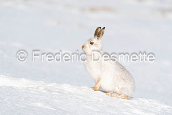 Mountain hare (Lepus timidus)-153