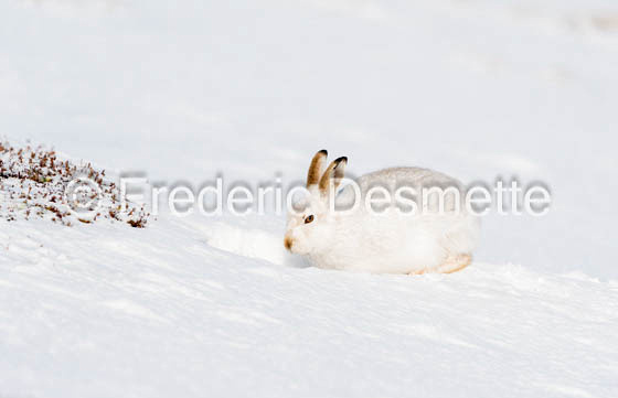 Mountain hare (Lepus timidus)-139