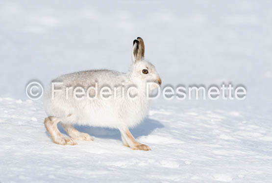Mountain hare (Lepus timidus)-138