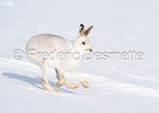 mountain hare (Lepus timidus)-154