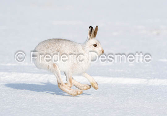 Mountain hare (Lepus timidus)-137