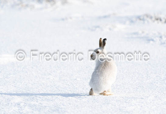 Mountain hare (Lepus timidus)-136