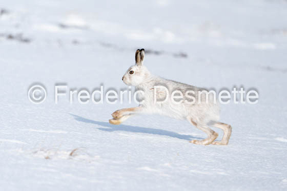 Mountain hare (Lepus timidus)-134