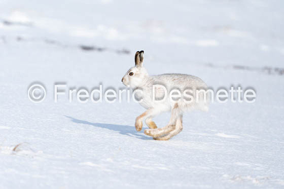 Mountain hare (Lepus timidus)-135