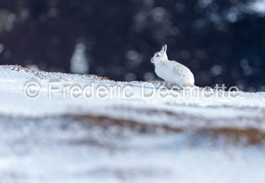 Mountain hare (Lepus timidus)-130