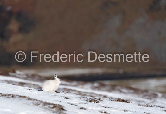 Mountain hare (Lepus timidus)-128