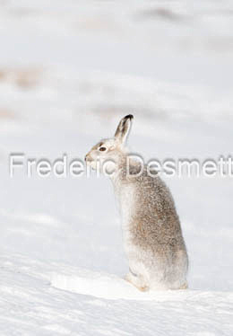 Mountain hare (Lepus timidus)-126