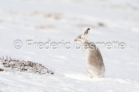 Mountain hare (Lepus timidus)-125