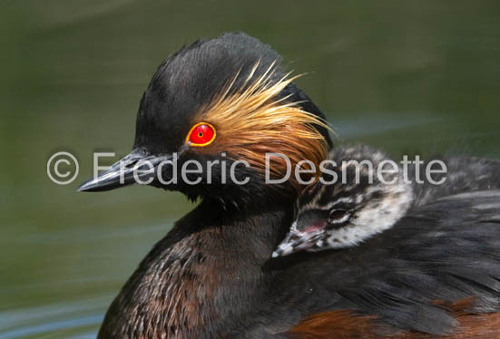 Black-necked grebe (Podiceps nigricollis)-32