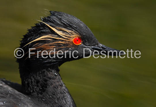 Black-necked grebe (Podiceps nigricollis)-35